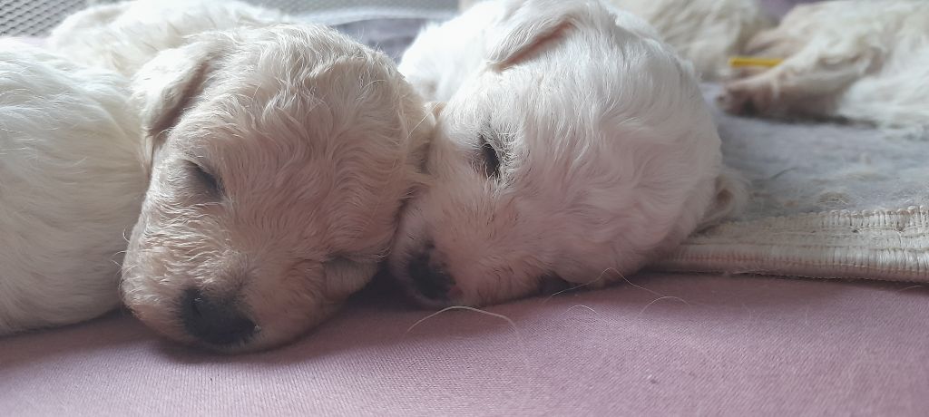 chiot Bichon Bolonais Bojangels