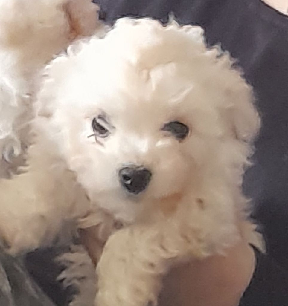 Bojangels - Chiot disponible  - Bichon Bolonais