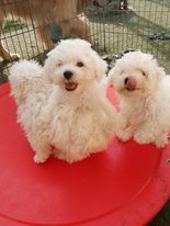 chiot Bichon Bolonais Bojangels