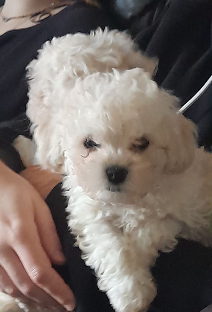 Bojangels - Chiot disponible  - Bichon Bolonais