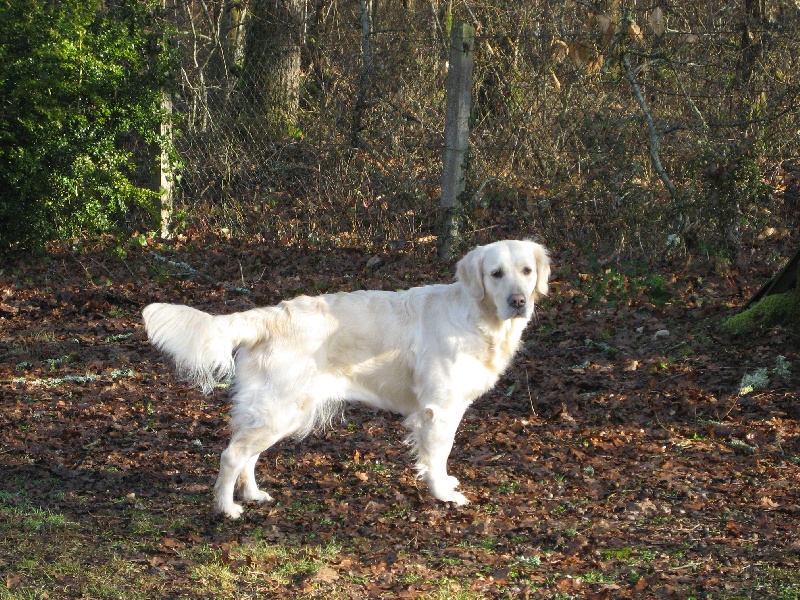 Bluebell de hareswith Bojangels