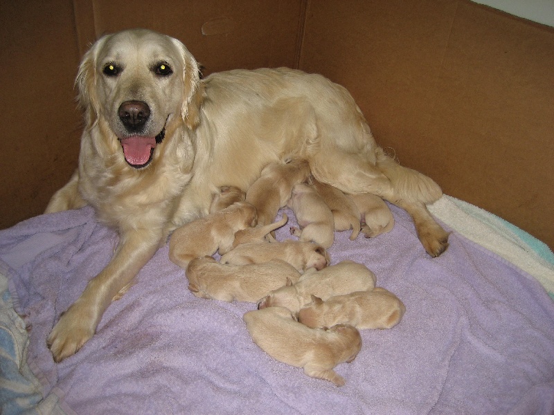 les chiots