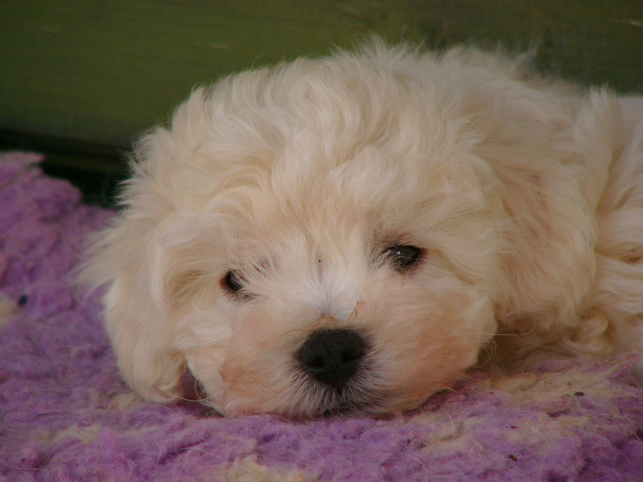 Bojangels - Chiots disponibles - Bichon Bolonais