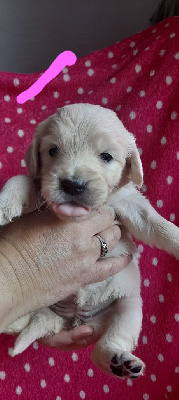CHIOT 11