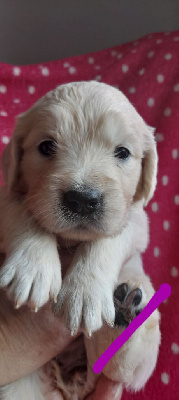 CHIOT 10